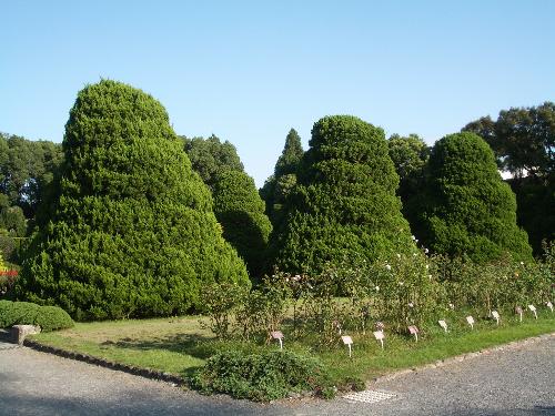 洋風庭園内のカイヅカイブキの写真