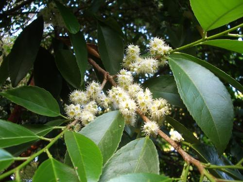 バクチノキの花の写真