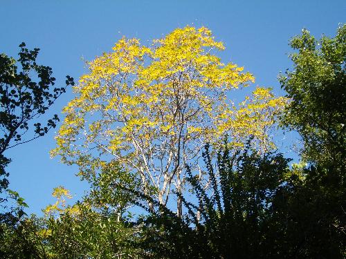 モクゲンジ黄葉の写真