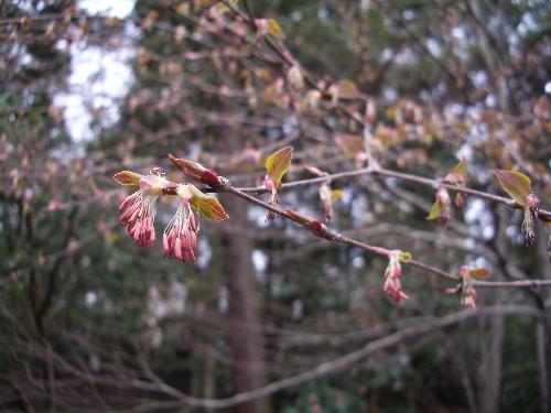 カツラの雄花の写真