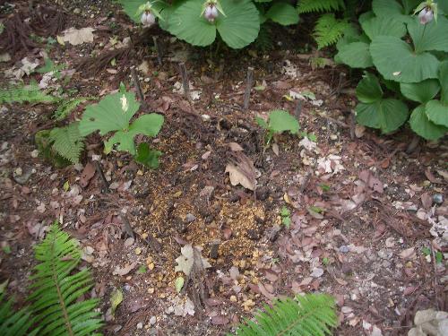 盗掘にあったクマガイソウの植栽地の写真