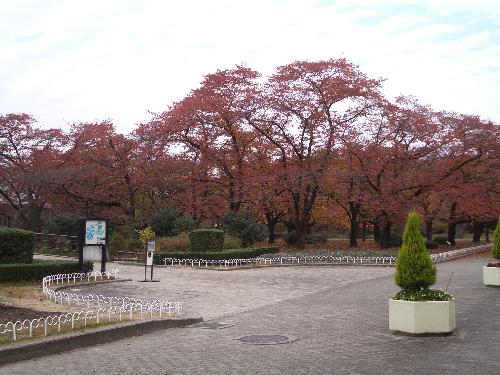 ソメイヨシノの紅葉の写真