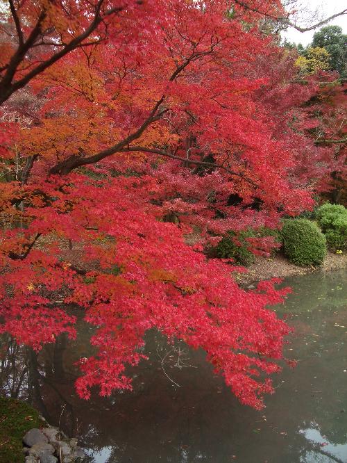 紅葉池の写真