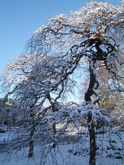 雪がつもった龍爪樹の写真