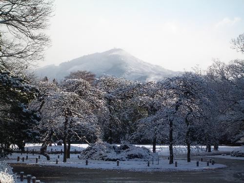 雪景色の比叡山と龍爪樹の写真