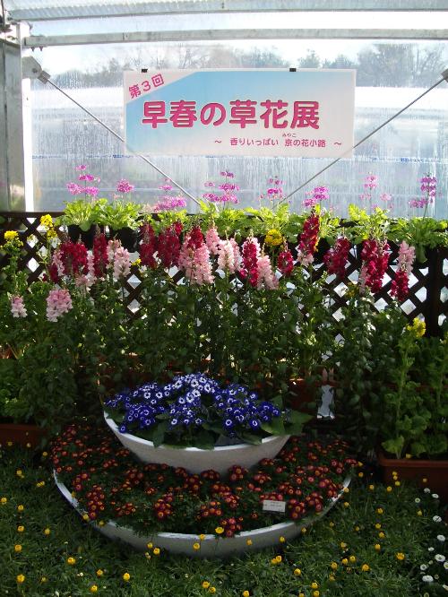 早春の草花展の写真