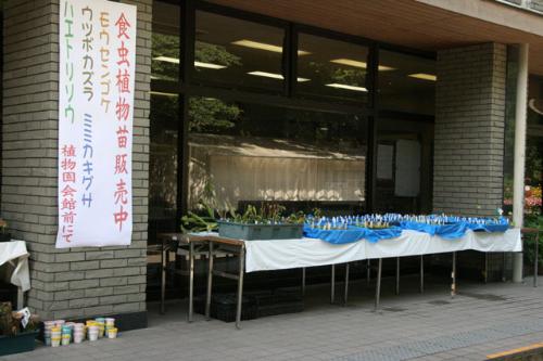 食虫植物苗販売風景