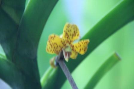 ディモルフォルキスロウィ上部の花写真