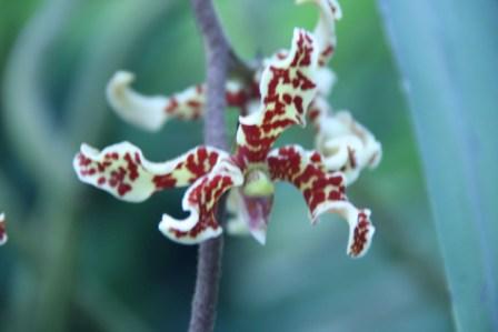 ディモルフォルキスロウィ下部の花写真