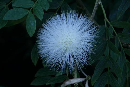 オオベニゴウカン白花写真