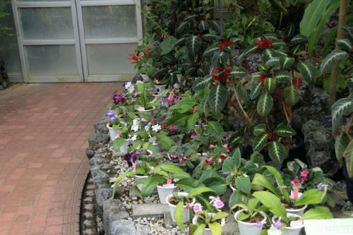 鉢物展示室イワタバコ写真