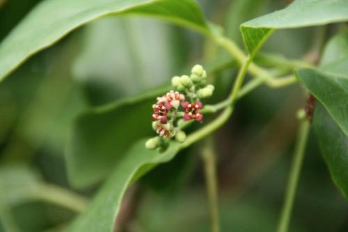 京都府立植物園 見ごろの植物情報 平成21年6月26日