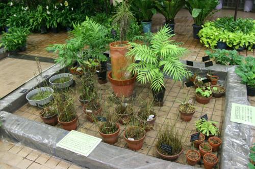 その他の食虫植物コーナー写真