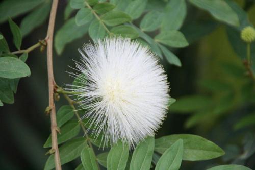 オオベニゴウカン白花写真