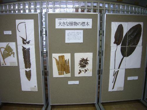 大きな植物の標本の写真