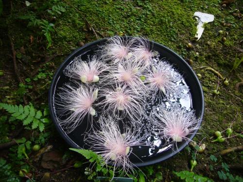 サガリバナの写真