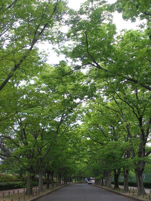ケヤキ並木の新緑の写真