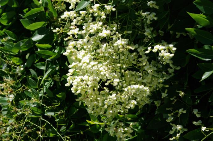 シダレエンジュの花の写真