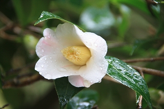 雪中花