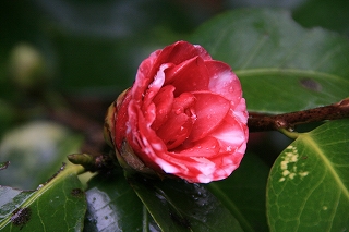 菊冬至