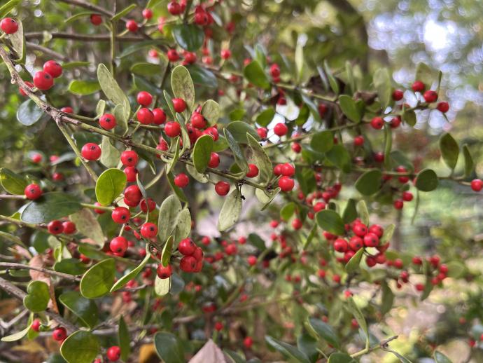 アマミヒイラギモチ