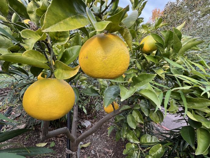 アンドーカン07