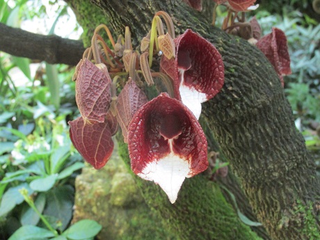 Aristolochia-arborea