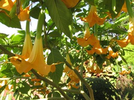 Brugmansia