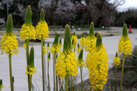 Bulbinella-floribunda