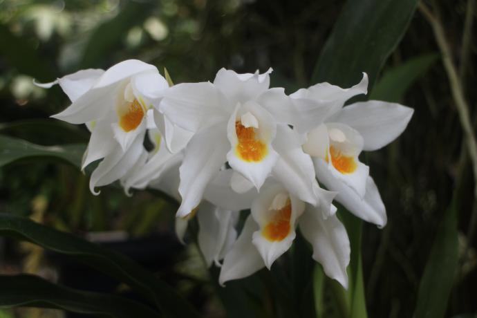 セロジネ ムーアアナ