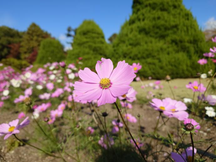 コスモス ‘オータム ビューティー’