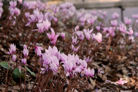 Cyclamen