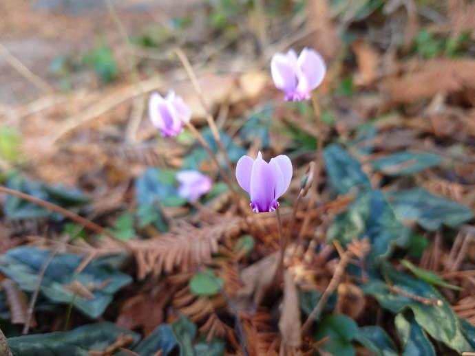 シクラメコウム