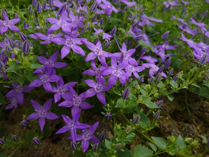 おうちでお花見 休園中の植物園で咲く花をご紹介 令和3年5月7日 京都府ホームページ