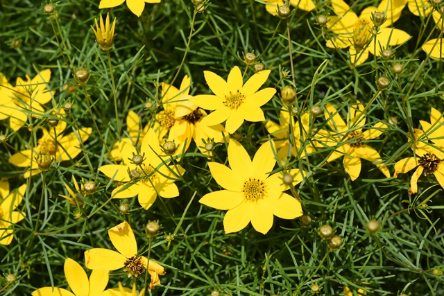 Coreopsis　verticillata