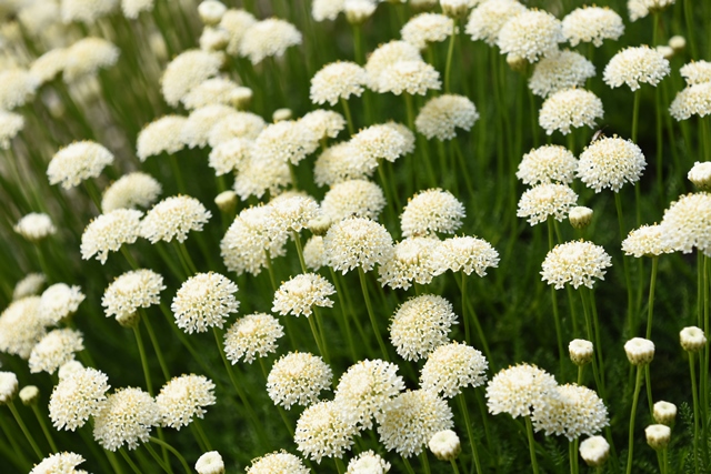 Sanntolina　rosmarinifolia