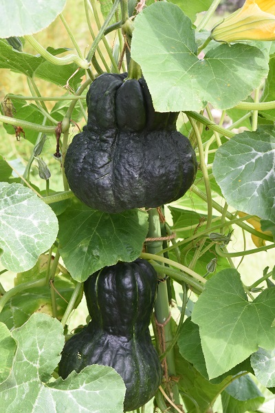 鹿ケ谷カボチャ