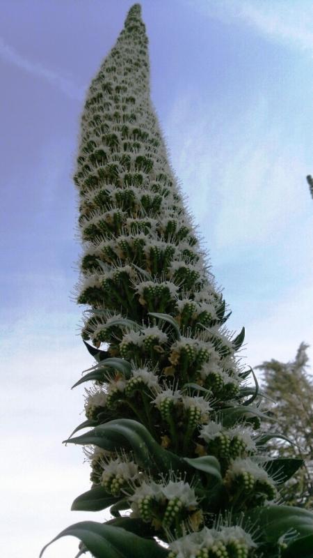 花壇1