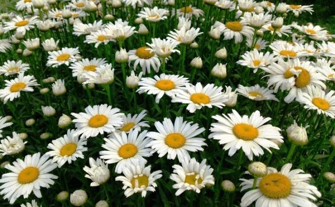Leucanthemum