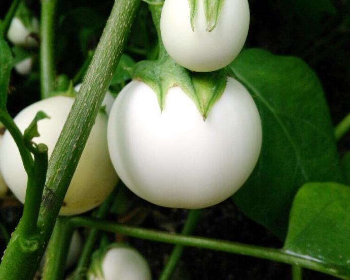 Solanum melongena 'koushien' 