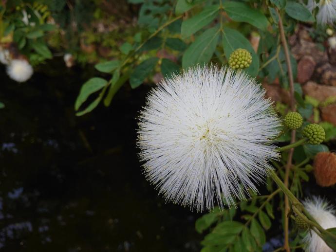 オオベニゴウカン (白花)