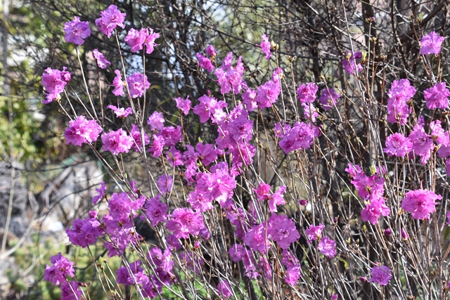 ゲンカイツツジ