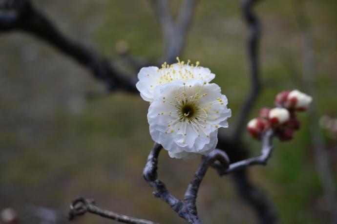 ウメ‘香篆’