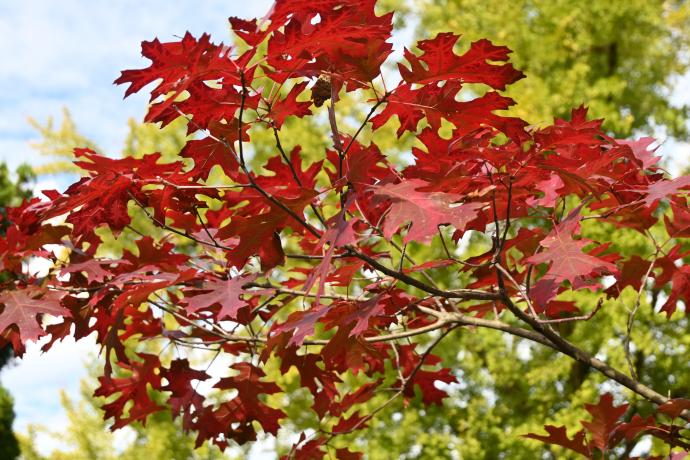 スカーレットオーク07