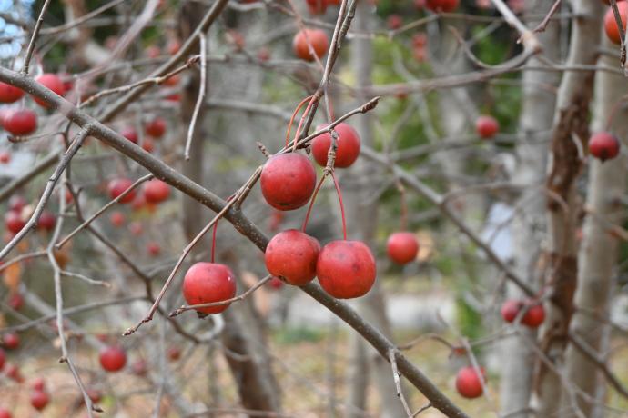 オオウラジロ07