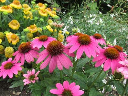 Echinacea-prupurea~Pow-Wo-Wild-Berry~