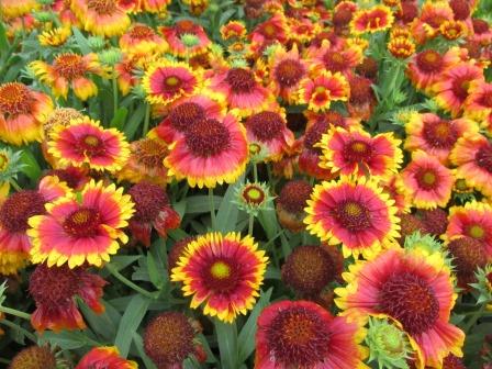 Gaillardia-aristata~Arizona-Sun~