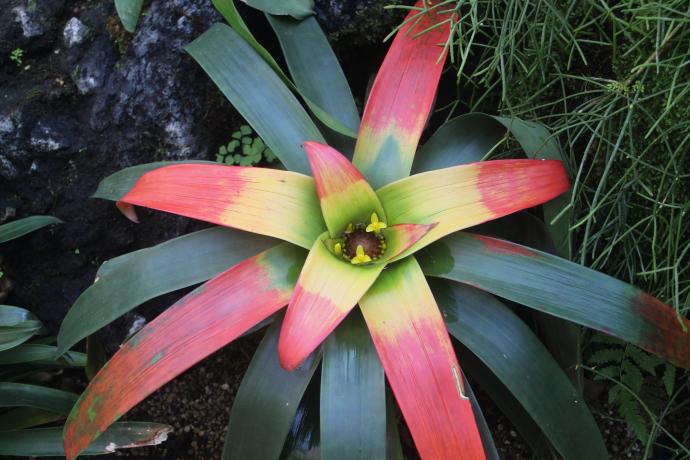 グズマニア サングイネア