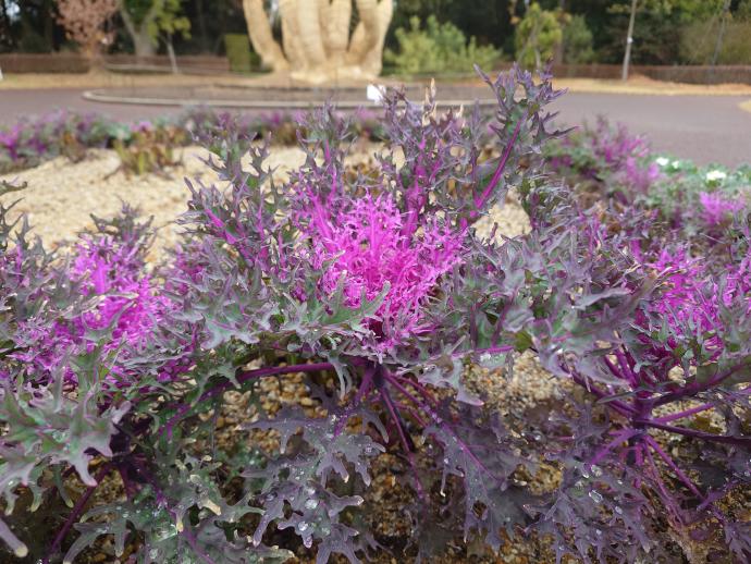 ハボタン ‘紅くじゃく’