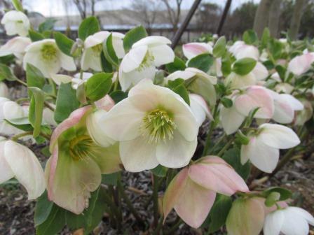 Helleborus